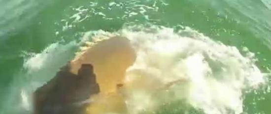 美国佛罗里达州海岸令人难以置信一幕：歌利亚石斑鱼吃掉小鲨鱼