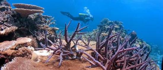 全球的珊瑚礁都受到了气候变化的威胁，但如果珊瑚能演化出高温耐受性，对其未来的展望将大为改善。
