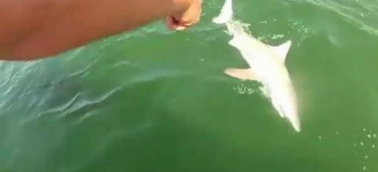 美国佛罗里达州海岸令人难以置信一幕：歌利亚石斑鱼吃掉小鲨鱼