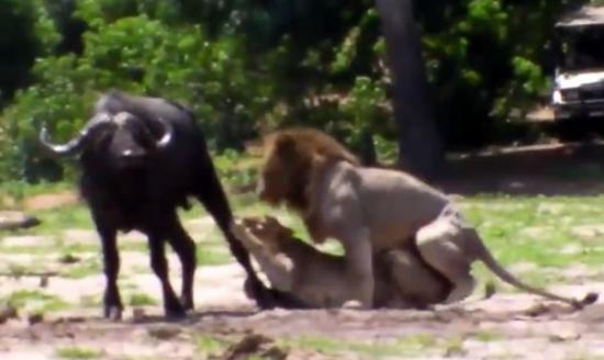 雄狮竟趁母狮搏斗与水牛时，来一招“霸王硬上弓”。