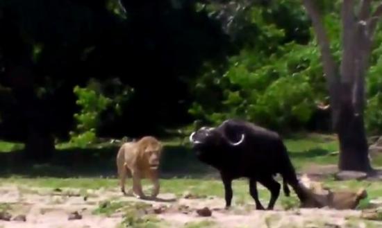 母狮伏在地上竭力咬水牛后腿，仍没法将它制服。