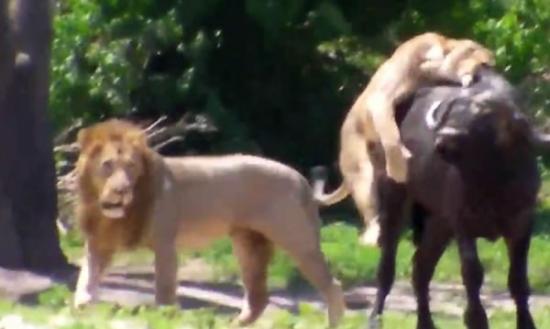 母狮扑上与水牛搏斗，雄狮却只是袖手旁观。