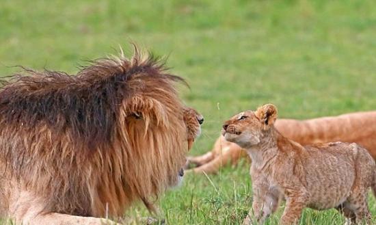 幼狮无惧走到父亲面前