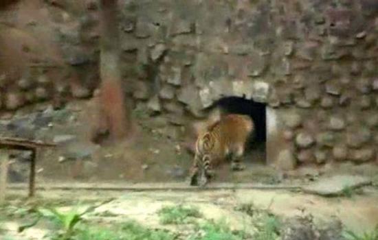 印度瓜廖尔动物园一名23岁学生跳入虎舍挑战两只老虎最后毫发未伤逃出