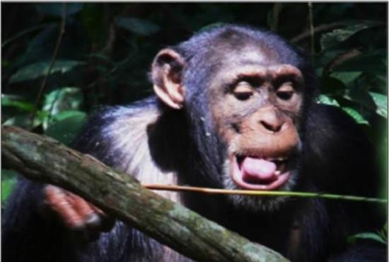 在几内亚的西非黑猩猩会四处寻找一种名为Alchornea hirtella的细长灌木的直状嫩枝，这是它们捕食带有侵略性的行军蚁（army ants）的理想工具。