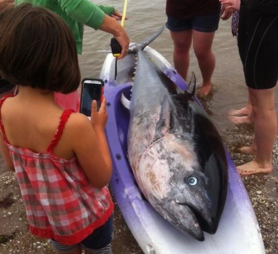 英国5名女大学生到海边玩皮艇捡到珍贵黑鲔鱼（蓝鳍金枪鱼）