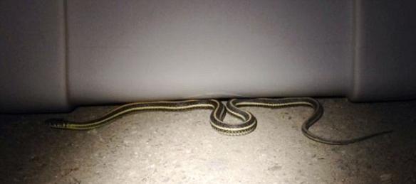 加拿大萨斯喀彻温省一户居民家中发现上百条束带蛇