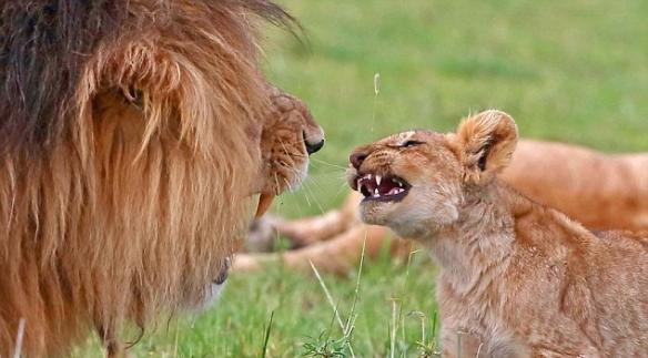 幼狮以微弱声线向父亲咆哮