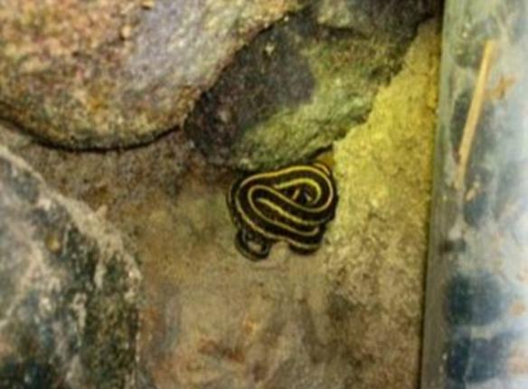 加拿大萨斯喀彻温省一户居民家中发现上百条束带蛇
