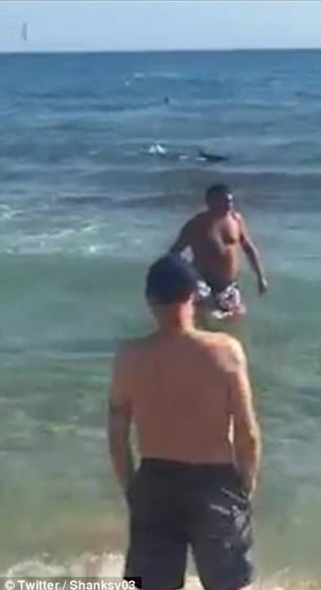 西班牙贝尼多姆2.5米长鲨鱼入侵黎凡特海滩 游客懵然不知