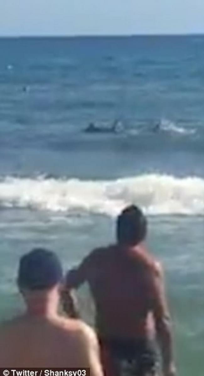 西班牙贝尼多姆2.5米长鲨鱼入侵黎凡特海滩 游客懵然不知