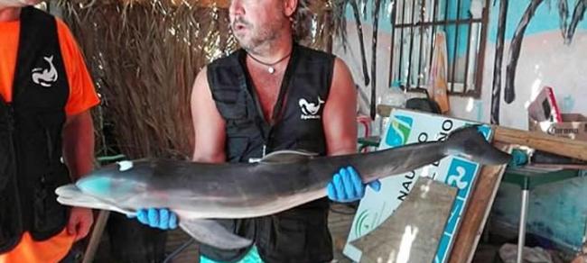 西班牙小海豚游近海滩疑遭泳客活生生“玩死”