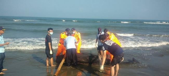 台湾台南市北门区王爷港汕海边发现搁浅死亡的伪虎鲸
