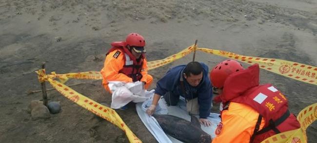 台湾老梅沙滩年幼露脊鼠海豚搁浅死亡