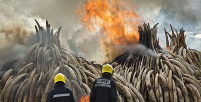 肯尼亚焚烧象牙、犀角等野生动物制品，目的是要遏阻屠杀大象和犀牛的盗猎行径。
