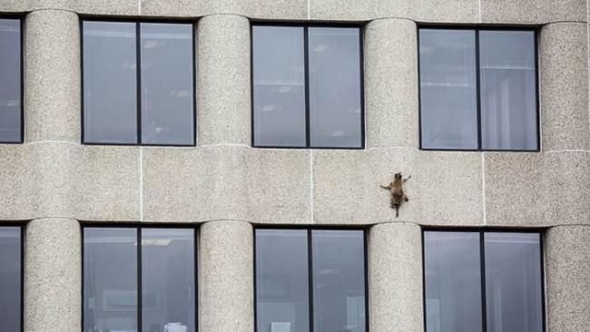 美国明尼苏达州圣保罗市浣熊变身“蜘蛛人”爬上大楼外墙