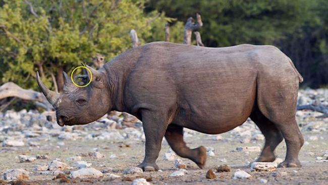 纳米比亚埃托沙国家公园发现一只3角黑犀牛