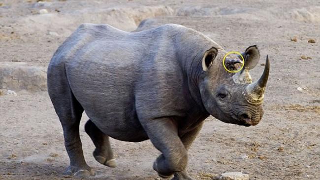 纳米比亚埃托沙国家公园发现一只3角黑犀牛
