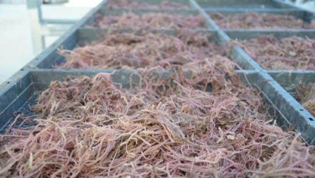紫杉状海门冬对减少动物产生的温室气体的效果最为显著。