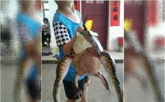 村民早前发布照片，称捉到一只重逾4公斤的巨蛙。