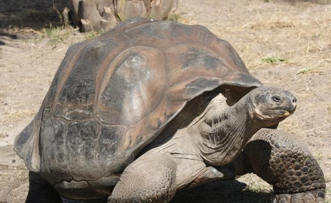 加拉伯戈斯象龟多年来成功以自然方法孵化下一代。