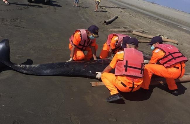 台湾台南市北门区王爷港汕海边发现搁浅死亡的伪虎鲸