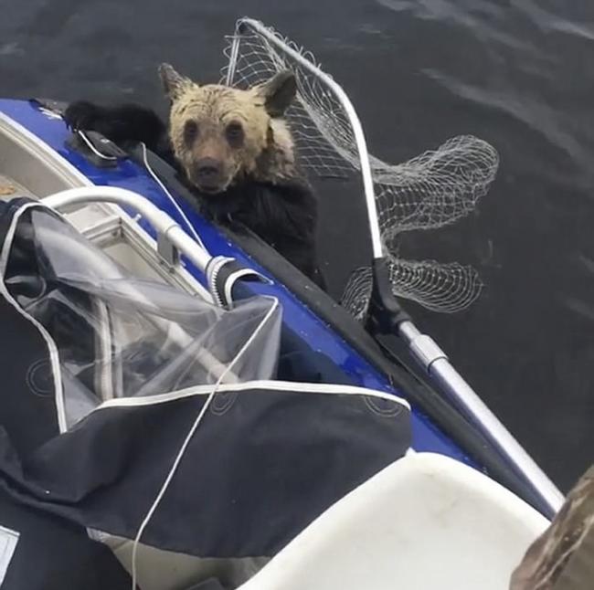 俄罗斯渔民在湖上遇见2头遇溺小棕熊 互相信任救上渔船