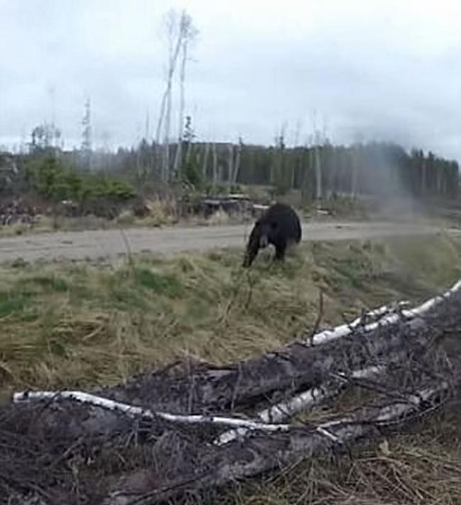 加拿大安大略省猎人进入森林拿起弓箭瞄准 却被黑熊扑倒攻击
