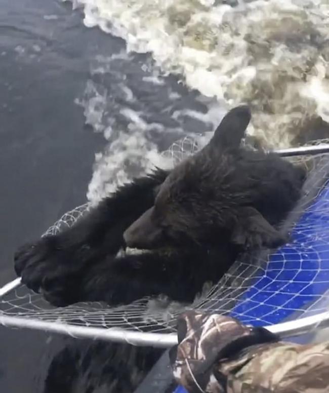 俄罗斯渔民在湖上遇见2头遇溺小棕熊 互相信任救上渔船