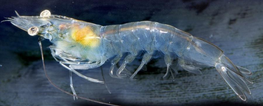 人们偶尔会通过透明动物（例如这只白对虾）胃里的东西或者是它们偶尔闪过的彩色（或称虹彩）发现它们，但是经常即使与它们相距只有几英寸，基本上也是很难看到这些动物的。