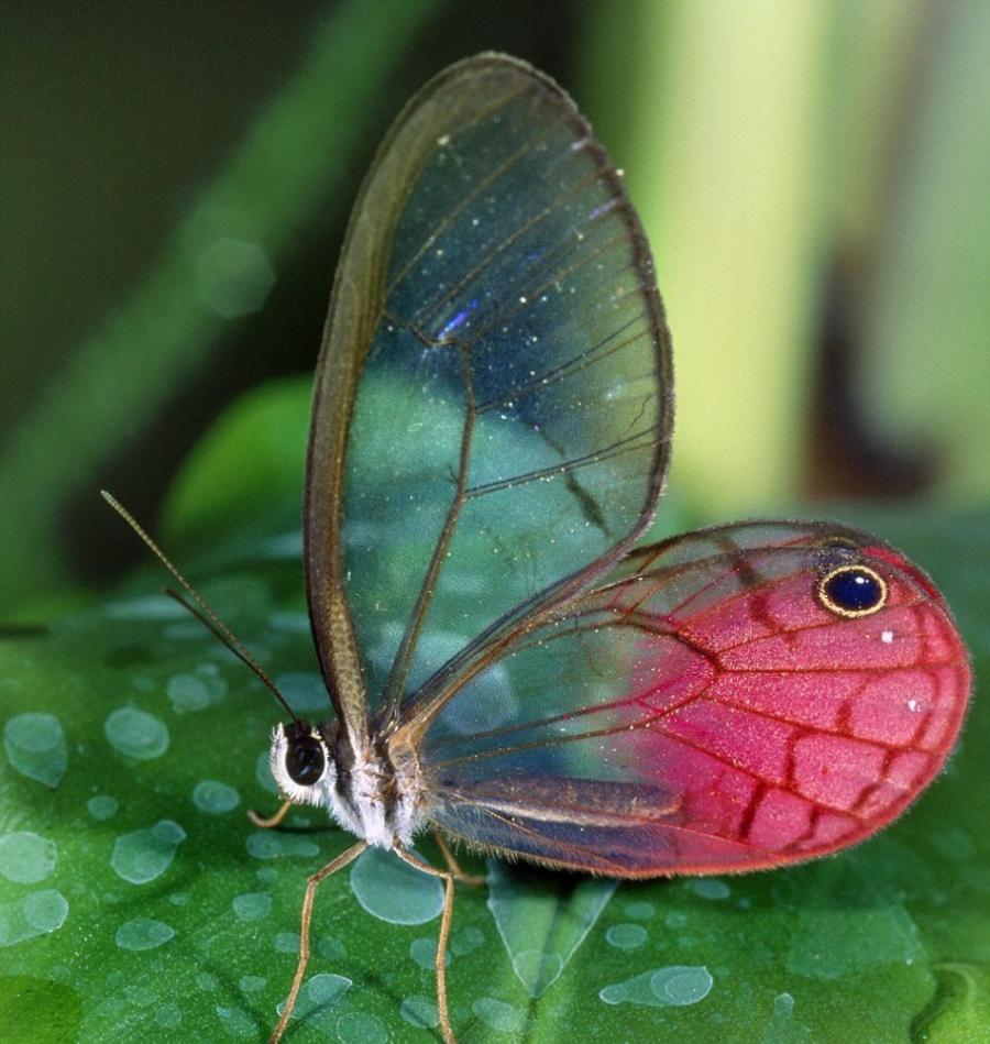 一位摄影师拍摄到一只玻璃翼蝴蝶，在厄瓜多尔发现它时，它正趴在一片树叶上休息。很多蝴蝶都有透明的翅膀，但是透明的身体在生活在海洋和湖泊里的动物中间更常见。