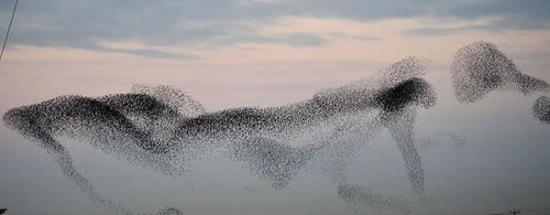 英国数万只椋鸟结伴迁徙的奇观