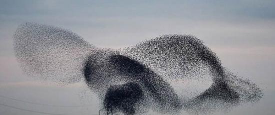英国数万只椋鸟结伴迁徙的奇观