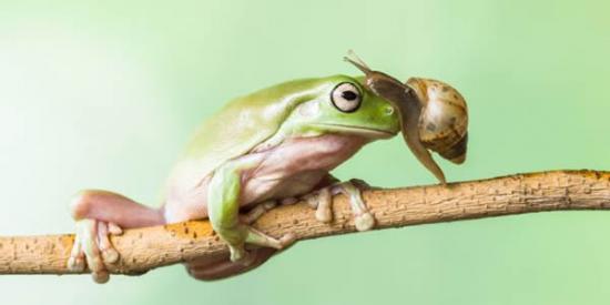 印尼大胆蜗牛爬到树蛙头上