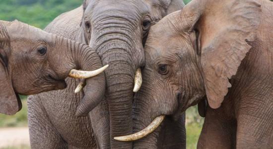 大象的栖息地遭到破坏．因此它们才会反击。