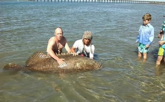 澳洲昆士兰2名渔夫钓到一条超过100公斤的巨大石斑