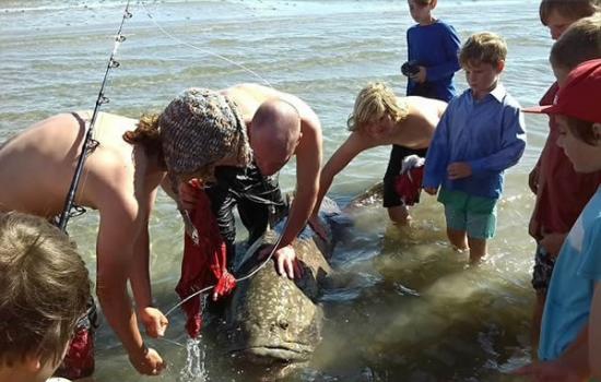 澳洲昆士兰2名渔夫钓到一条超过100公斤的巨大石斑