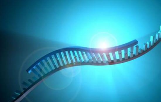精子中含有丰富的RNA群，它们是指导蛋白产生及调控基因表达的分子。研究人员确认了一组精子RNA成分，它们或对男性生育至关重要。
