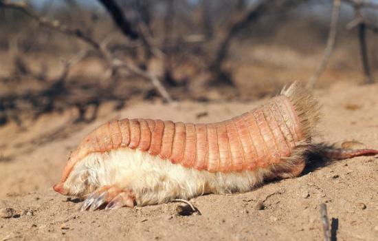 小铠鼹是阿根廷中部的原生物种。摄影：Nicholas Smythe via Getty