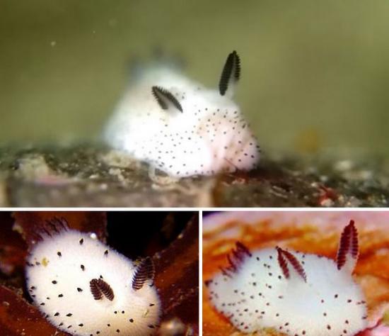 海蛞蝓“Jorunna Parva”像生活在海中的兔子 获“海兔”昵称