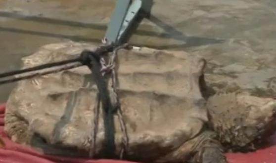 广州钓鱼爱好者晚上在河中钓到一只重约50斤的巨大鳄龟