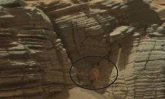 网民发现岩壁上出现疑似螃蟹的物体（蓝圈示）。