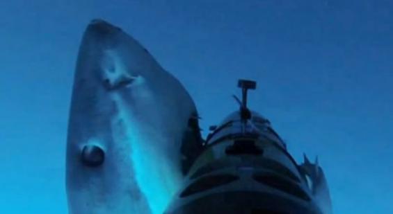 墨西哥瓜达卢佩岛沿海大白鲨袭击水下科研设备