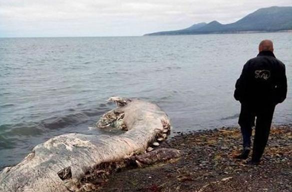 俄罗斯远东库页岛海岸惊现巨形有毛“海怪”尸体