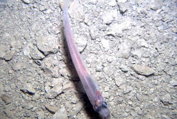 科学家在南极洲740米厚的冰架之下漆黑水域中发现一种淡粉色透明神秘鱼类