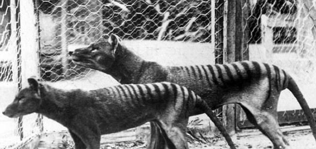 澳大利亚拍摄到已经绝种80年的袋狼――塔斯马尼亚虎？