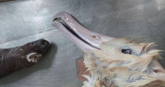 新西兰海岸发现一只吞食鲨鱼后死去的信天翁