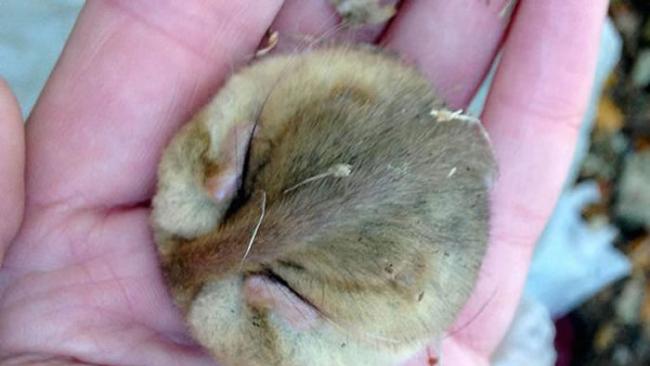 英国德文郡生态保护者发现睡姿呈球形冬眠睡鼠