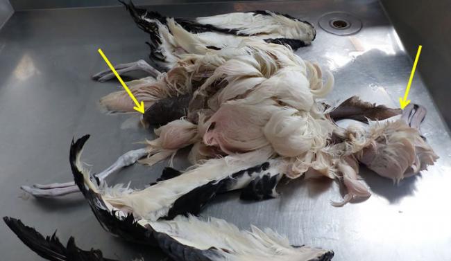 新西兰海岸发现一只吞食鲨鱼后死去的信天翁
