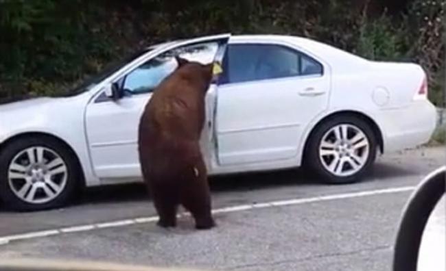 美国加州棕熊企图“劫车” 两度开车门吓坏司机